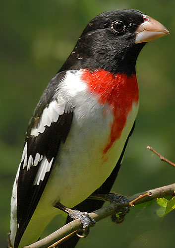 rose breasted grosbeak food image search results rose breasted grosbeak food image search results