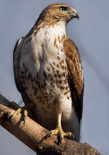 red tailed hawk images