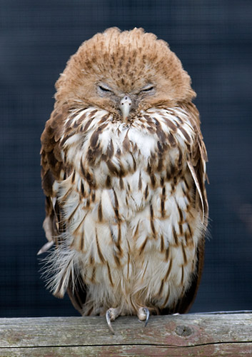 http://assets.chirptracker.com/species/2787/images/vermiculated-fishing-owl.jpg